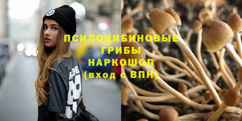 Псилоцибиновые грибы Psilocybine cubensis  Волгореченск 